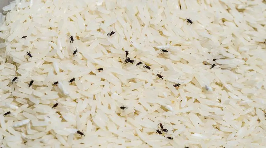 how to get rid of bugs or rice weevil in rice storage