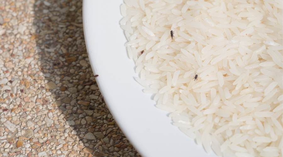 is it safe to eat rice with weevils in it?
