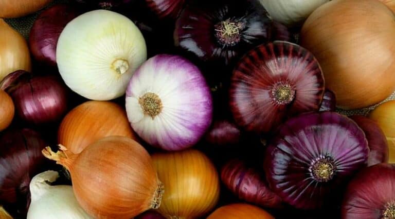How to Store Onions: Proven Methods for Long-Term Freshness