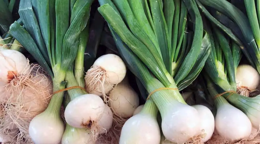how to store spring onions