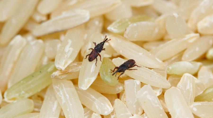 rice weevils or bugs in rice