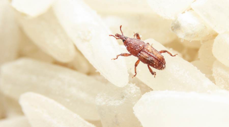 identifying rice weevils