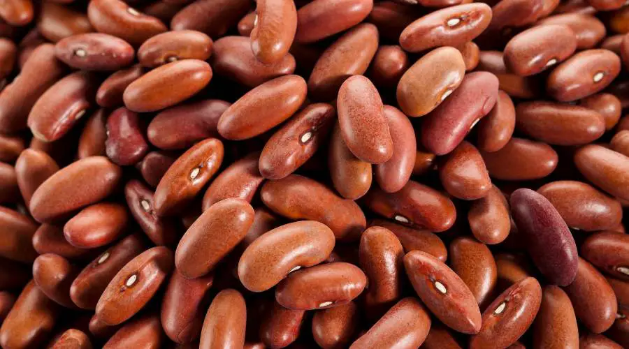 dry kidney bean shelf life